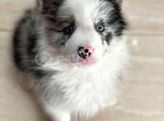 DÜNYANIN EN ZEKİ IRK BORDER COLLIE YAVRULARIMIZ