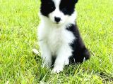 Dünyanin En Zeki̇ Irk Border Collie Yavrularimiz