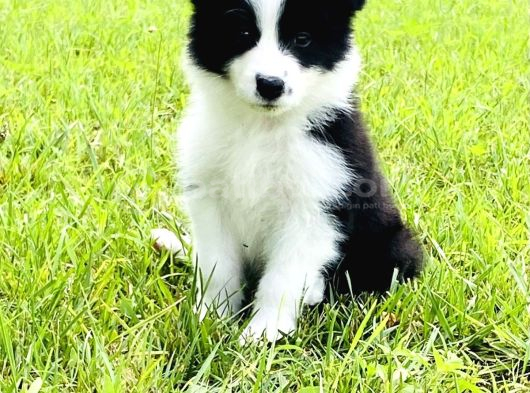 Dünyanin En Zeki̇ Irk Border Collie Yavrularimiz görsel