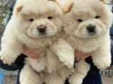 Evde Aslan Beslemek İsteyenlere Chow Chow Yavrularimiz Hazir