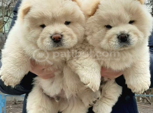 EVDE ASLAN BESLEMEK İSTEYENLERE CHOW CHOW YAVRULARIMIZ HAZIR