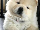 Evde Aslan Beslemek İsteyenlere Chow Chow Yavrularimiz Hazir