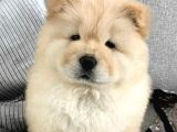 Evde Aslan Beslemek İsteyenlere Chow Chow Yavrularimiz Hazir
