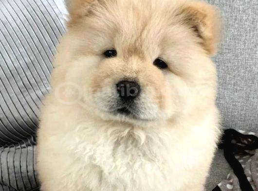 Evde Aslan Beslemek İsteyenlere Chow Chow Yavrularimiz Hazir görsel