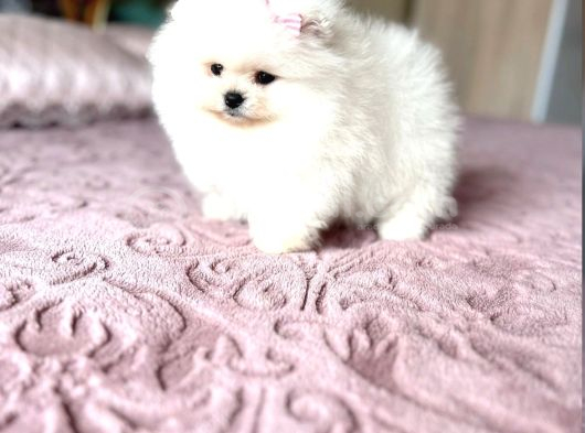 Teacup Ayıcıklar Erkek Ve 2 Dişi görsel