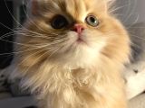 British Longhair Erkek Özel Renk