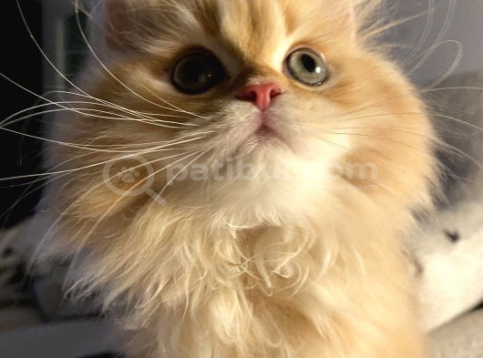 British Longhair Erkek Özel Renk görsel