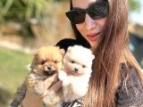 Özel Seri Pomeranian Boo Yavruları
