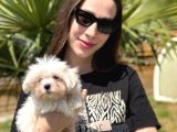 Mini Boy Maltese Terrier Yavruları