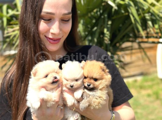 Özel Seri Pomeranian Boo Yavruları görsel