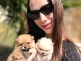 Özel Seri Pomeranian Boo Yavruları
