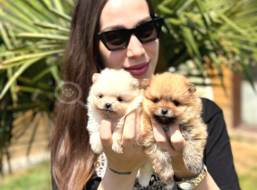 Özel Seri Pomeranian Boo Yavruları görsel