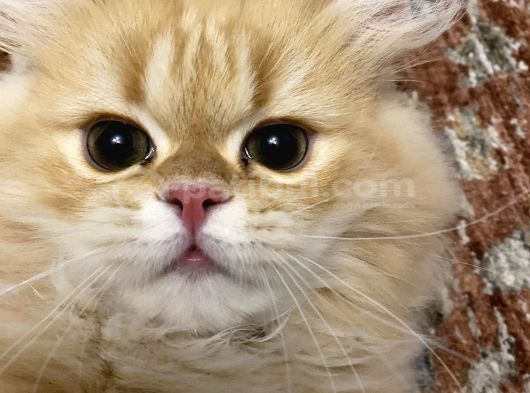 British Longhair Erkek Özel Renk görsel