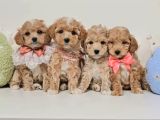 Veteriner Kontrolleri Tam Maltipoo Yavrular