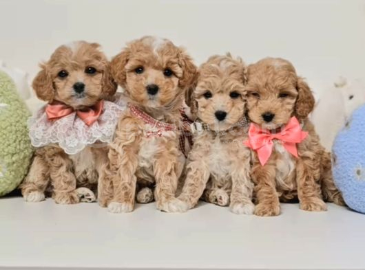 Veteriner kontrolleri tam maltipoo Yavrular