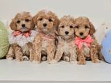 Veteriner Kontrolleri Tam Maltipoo Yavrular