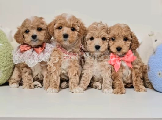Veteriner Kontrolleri Tam Maltipoo Yavrular görsel