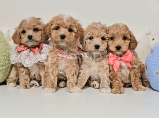Veteriner Kontrolleri Tam Maltipoo Yavrular görsel