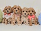 Veteriner Kontrolleri Tam Maltipoo Yavrular