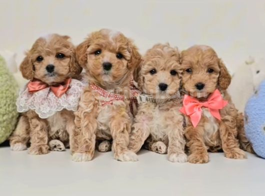 Veteriner Kontrolleri Tam Maltipoo Yavrular görsel