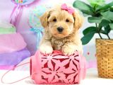 Oyun Ve Akıllı Eğitilebilir Maltipoo Bebekler
