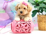 Oyun Ve Akıllı Eğitilebilir Maltipoo Bebekler