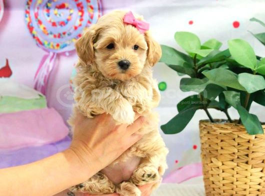 Oyun ve akıllı eğitilebilir maltipoo bebekler