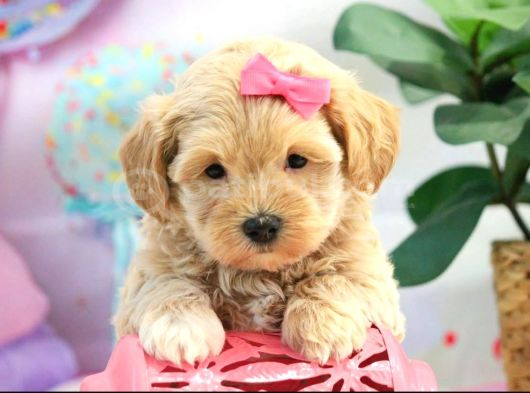 Oyun Ve Akıllı Eğitilebilir Maltipoo Bebekler görsel