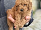 Gerçek Teddy Bear Toy Poodle Yavruları