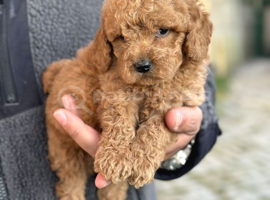 Gerçek Teddy Bear Toy Poodle Yavruları görsel
