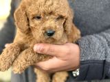 Gerçek Teddy Bear Toy Poodle Yavruları