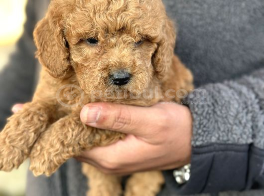 Gerçek Teddy Bear Toy Poodle Yavruları görsel