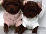 Irk Ve Sağlık Garantili Red Brown Toy Poodle