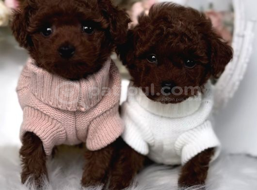 Irk Ve Sağlık Garantili Red Brown Toy Poodle görsel