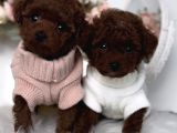 Irk Ve Sağlık Garantili Red Brown Toy Poodle