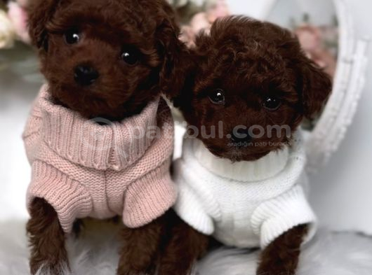 Irk Ve Sağlık Garantili Red Brown Toy Poodle görsel