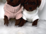 Irk Ve Sağlık Garantili Red Brown Toy Poodle