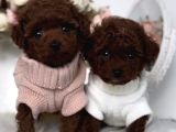 Irk Ve Sağlık Garantili Red Brown Toy Poodle