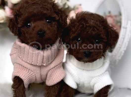 Irk ve sağlık Garantili red brown toy poodle