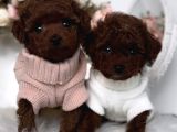 Irk Ve Sağlık Garantili Red Brown Toy Poodle