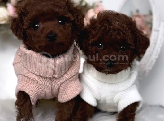 Irk Ve Sağlık Garantili Red Brown Toy Poodle görsel