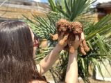 Teacup Toy Poodle Yavruları  Sağlıklı ve Sosyal
