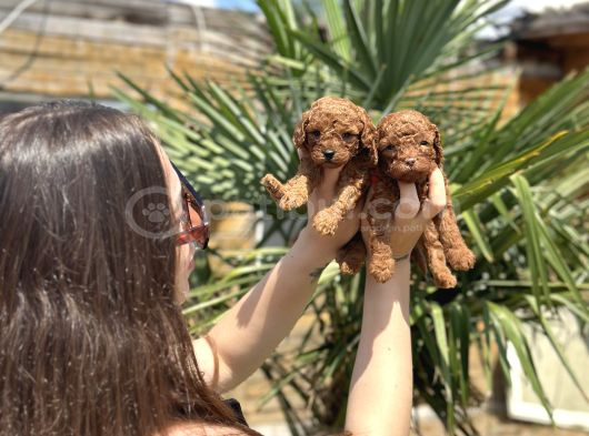 Teacup Toy Poodle Yavruları  Sağlıklı Ve Sosyal