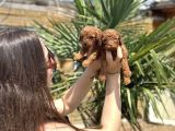 Teacup Toy Poodle Yavruları  Sağlıklı Ve Sosyal