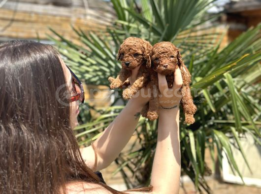 Teacup Toy Poodle Yavruları  Sağlıklı Ve Sosyal görsel