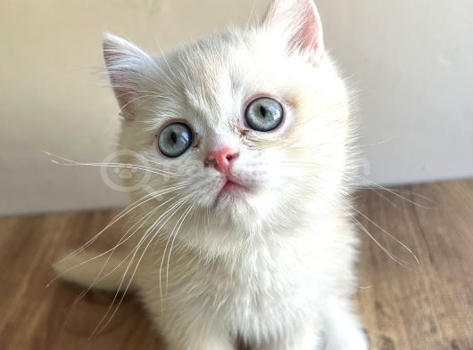 British Shorthair Nadir Renk görsel