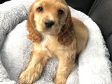 Irk Garantili Coocker Spaniel Yavruları