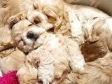 Irk Garantili Coocker Spaniel Yavruları