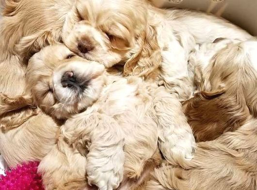 Irk Garantili Coocker Spaniel Yavruları görsel