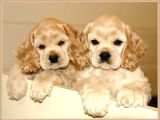 Irk Garantili Coocker Spaniel Yavruları